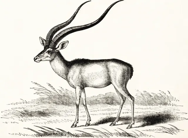 Illustration: Antiloper