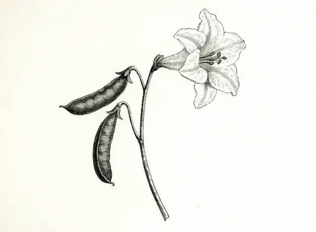 Illustration: Ärtväxter och liljeväxter