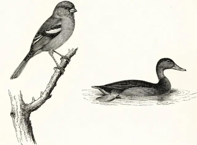 Illustration: Fåglar i korsord: tättingar, änder och dykänder