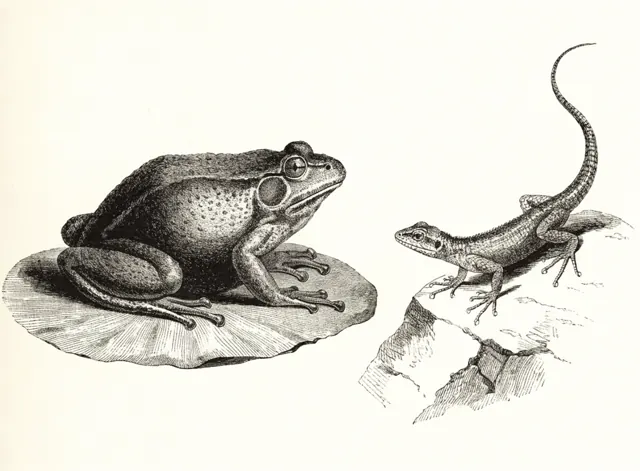 Illustration: Groddjur, ödlor och ormar