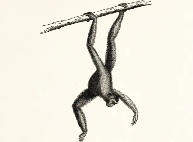 Illustration: Apor och halvapor