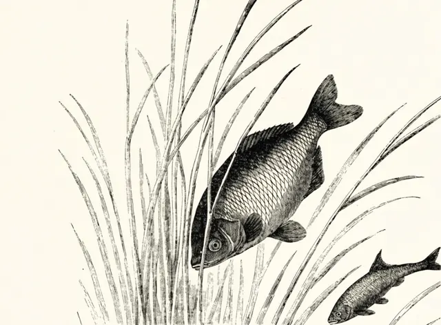 Illustration: Karpfiskar