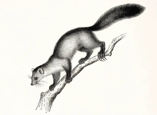 Illustration: Mårddjur