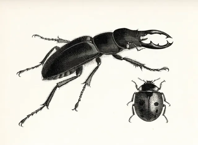 Illustration: Skalbaggar och insekter