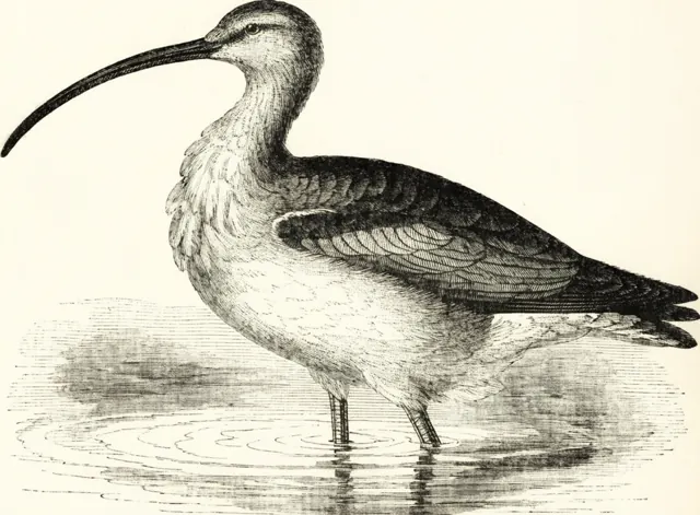 Illustration: Vadarfåglar